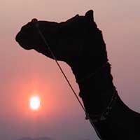 sunset camel