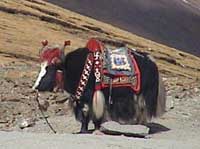 yak