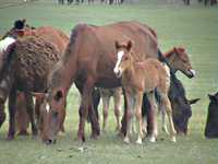 Mongolian Horses