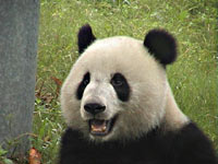 Panda bear